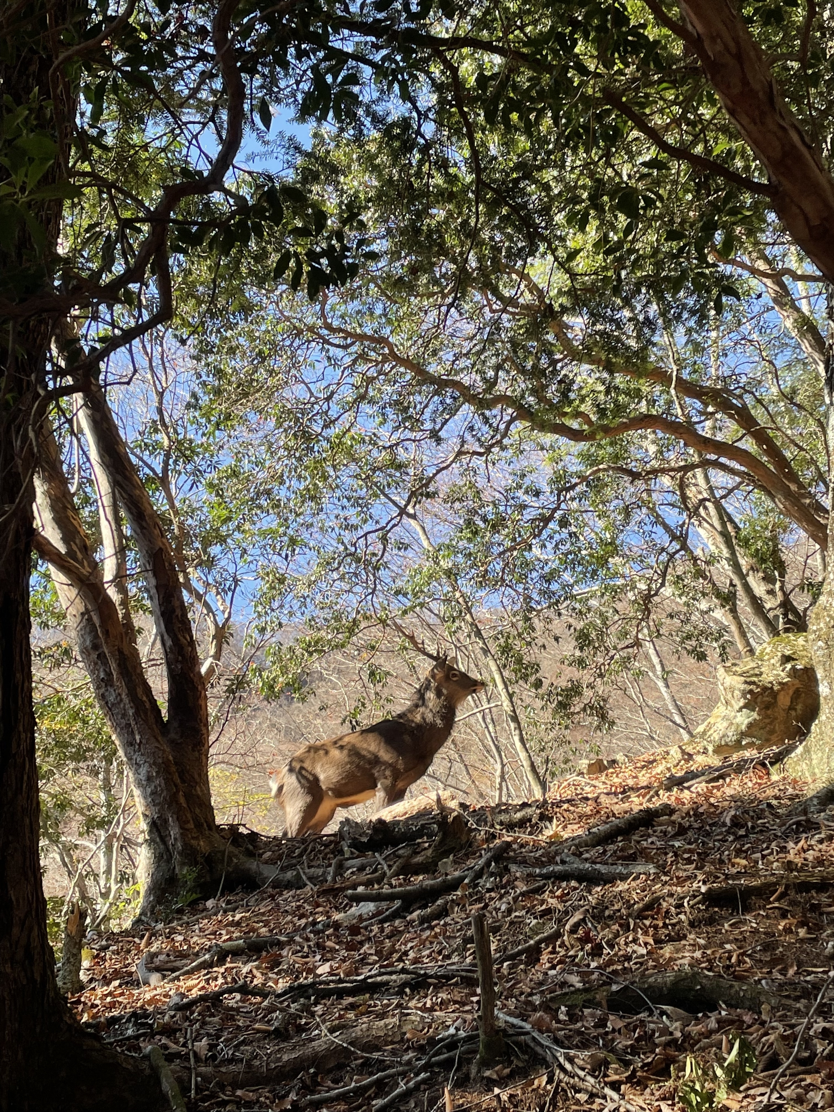 野生の鹿